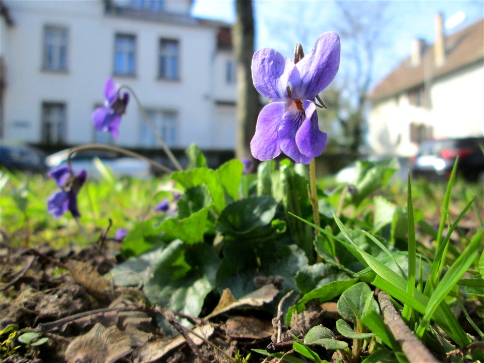 Duftveilchen (Viola odorata) in der ehem. Bismarckanlage in Sankt Arnual