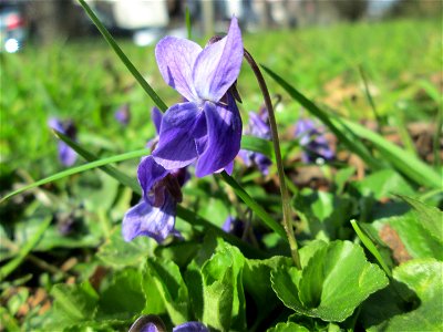 Duftveilchen (Viola odorata) in der ehem. Bismarckanlage in Sankt Arnual