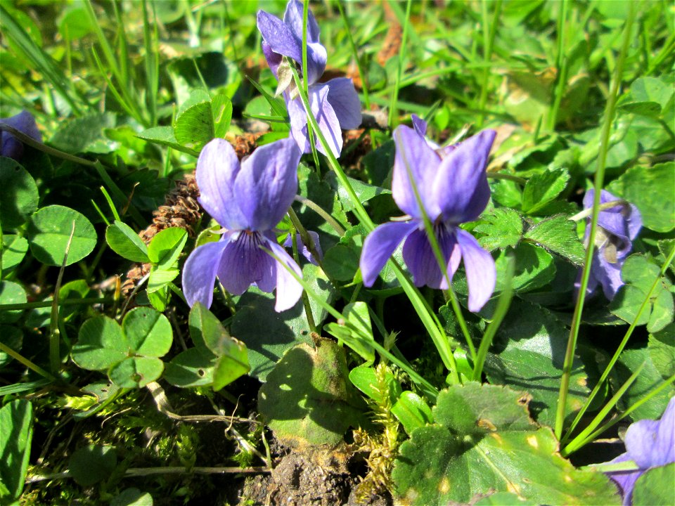 Duftveilchen (Viola odorata) in der ehem. Bismarckanlage in Sankt Arnual