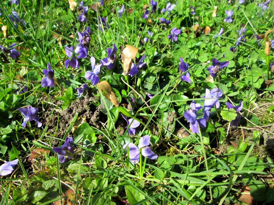 Duftveilchen (Viola odorata) in der ehem. Bismarckanlage in Sankt Arnual