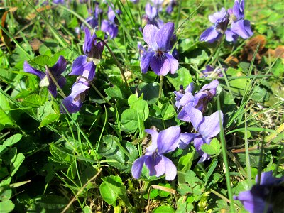 Duftveilchen (Viola odorata) in der ehem. Bismarckanlage in Sankt Arnual