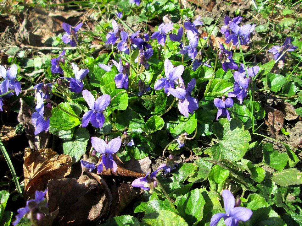 Duftveilchen (Viola odorata) in der ehem. Bismarckanlage in Sankt Arnual