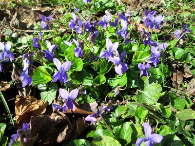 Duftveilchen (Viola odorata) in der ehem. Bismarckanlage in Sankt Arnual