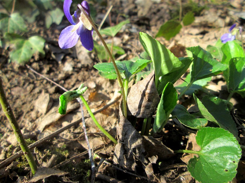 Raues Veilchen (Viola hirta) im Naturschutzgebiet "St. Arnualer Wiesen"
