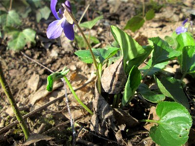 Raues Veilchen (Viola hirta) im Naturschutzgebiet "St. Arnualer Wiesen"