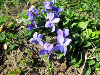 Duftveilchen (Viola odorata) am Staden in Saarbrücken