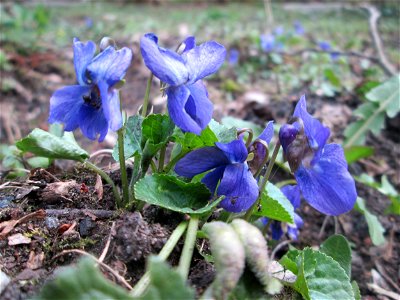 Duftveilchen (Viola odorata) am Tabaksweiher in Sankt Arnual