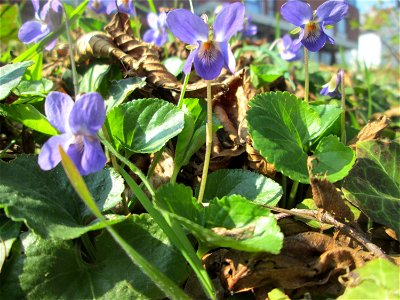 Duftveilchen (Viola odorata) am Reppersberges in Alt-Saarbrücken