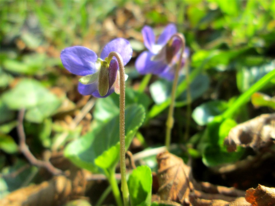 Duftveilchen (Viola odorata) am Reppersberges in Alt-Saarbrücken