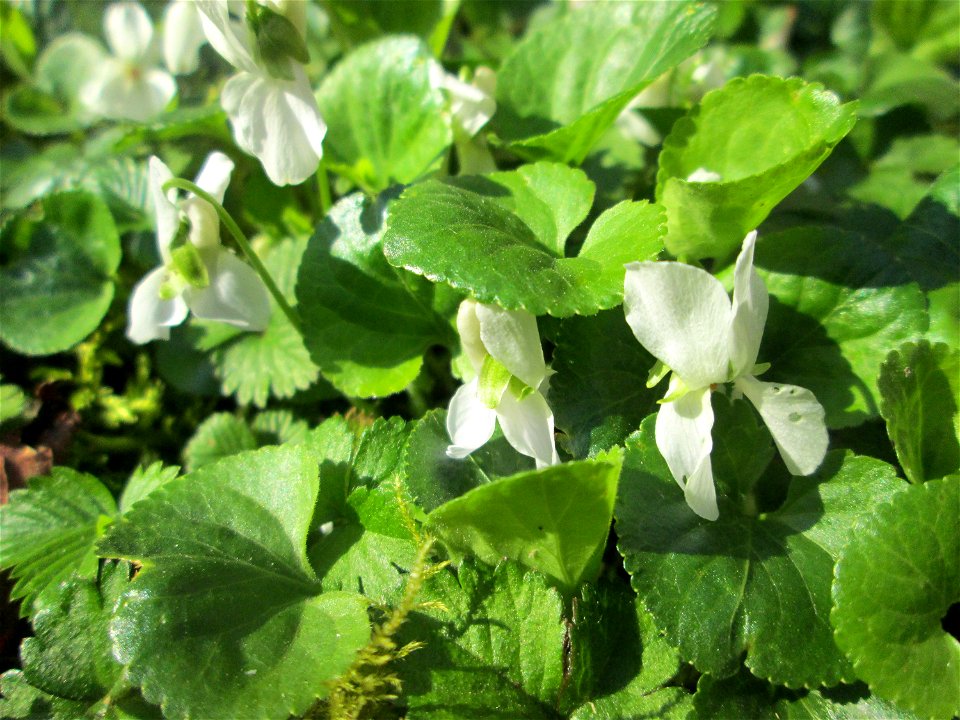 Weiß blühende Duftveilchen (Viola odorata) in Alt-Saarbrücken