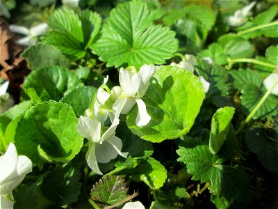 Weiß blühende Duftveilchen (Viola odorata) in Alt-Saarbrücken