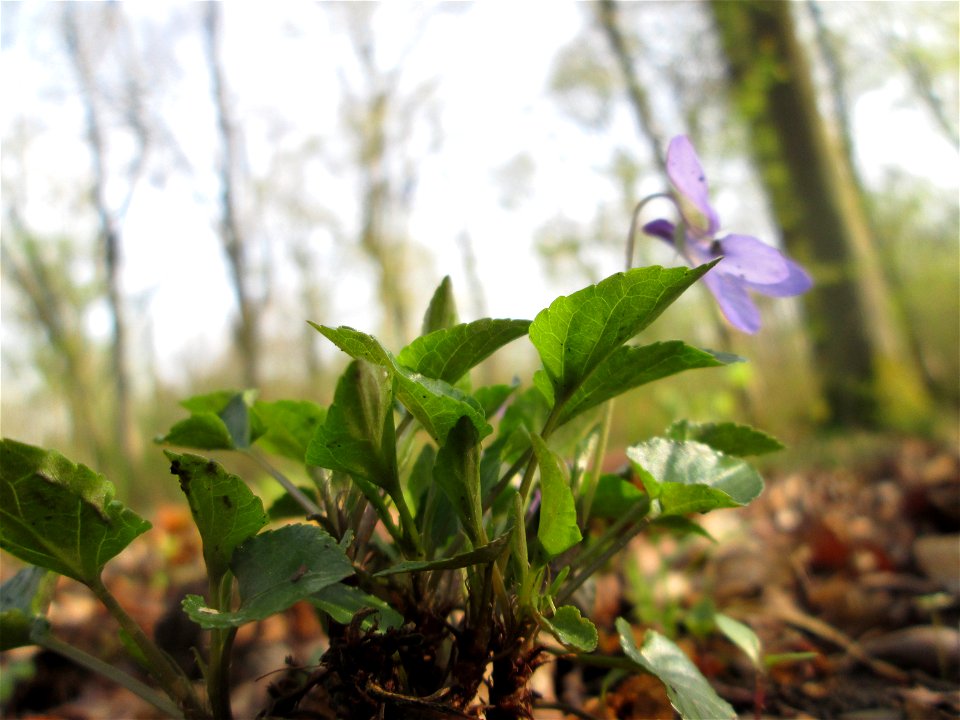 Raues Veilchen (Viola hirta) im Brettwald bei Malsch