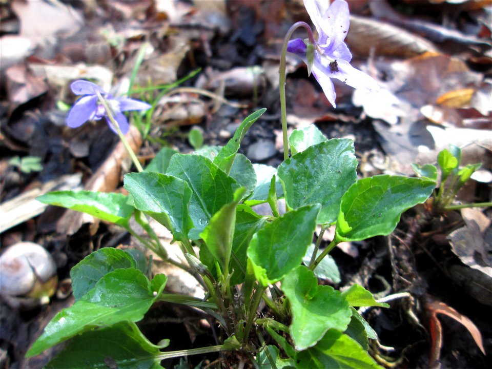Raues Veilchen (Viola hirta) im Brettwald bei Malsch
