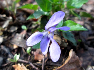 Raues Veilchen (Viola hirta) im Brettwald bei Malsch