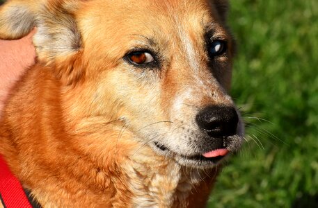Pet brown good aiderbichl