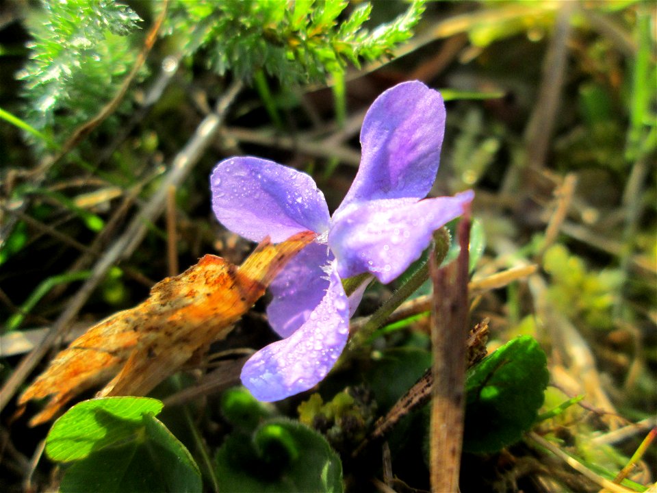 Duftveilchen (Viola odorata) in der Malscher Aue