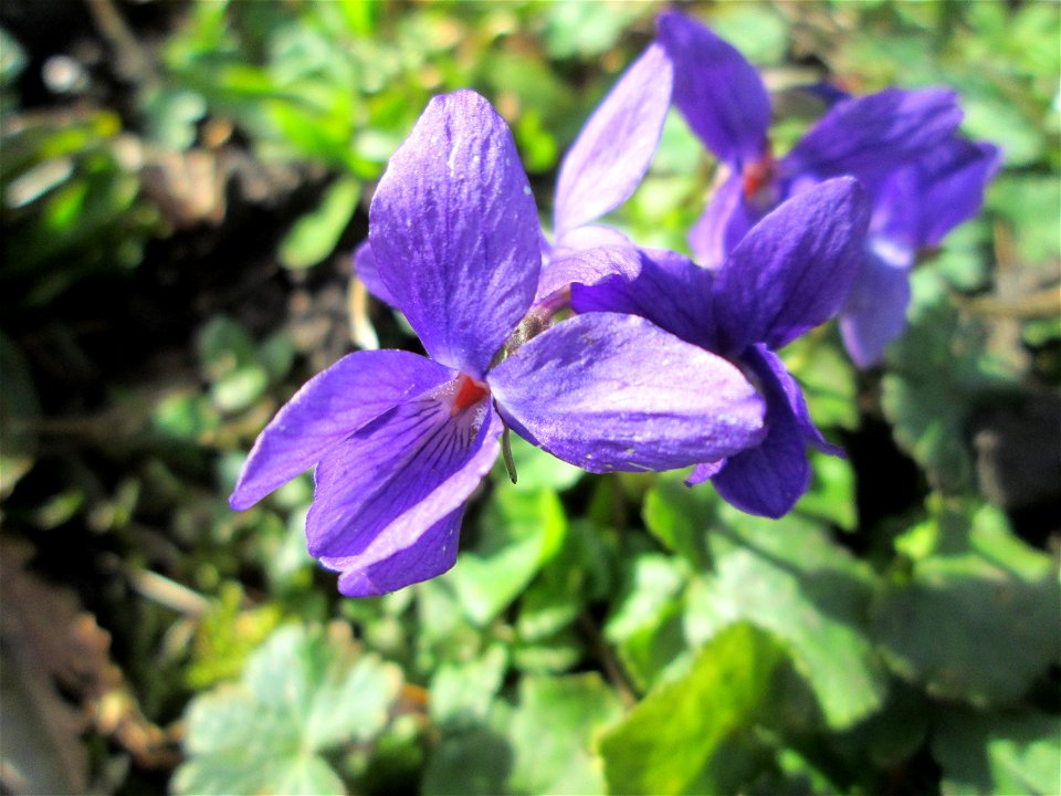 Duft- oder Märzveilchen (Viola odorata) in Saarbrücken