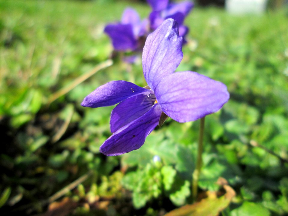 Duft- oder Märzveilchen (Viola odorata) in Saarbrücken