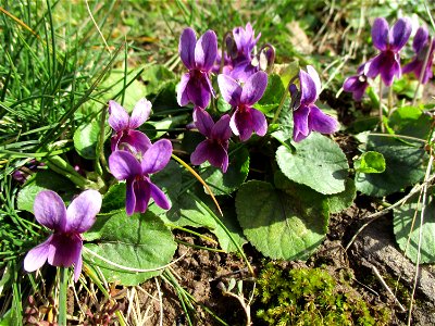 Duftveilchen (Viola odorata) in Saarbrücken