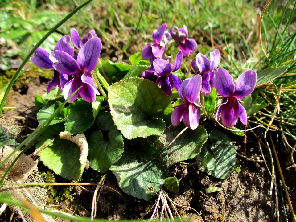 Duftveilchen (Viola odorata) in Saarbrücken