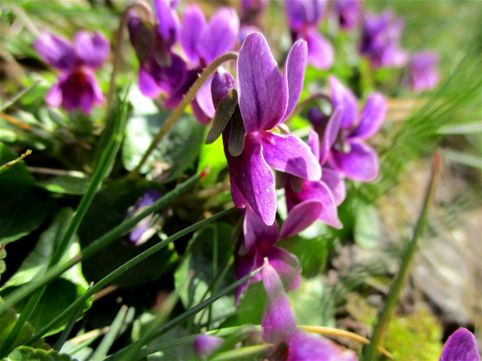 Duftveilchen (Viola odorata) in Saarbrücken