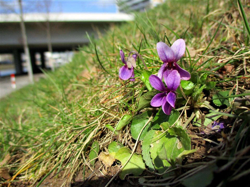 Duftveilchen (Viola odorata) in Saarbrücken