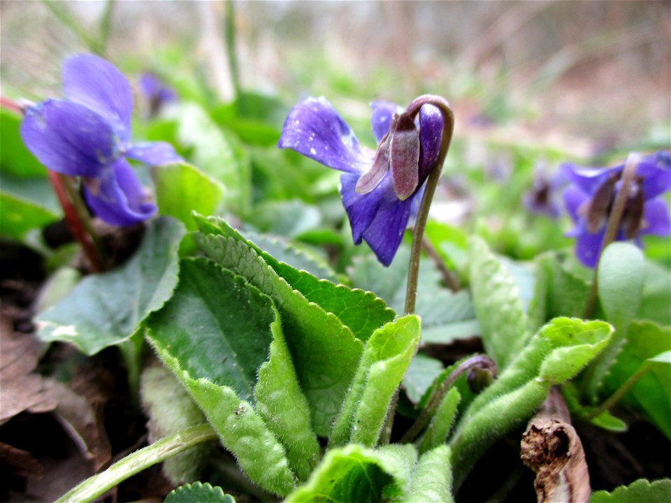 Duftveilchen (Viola odorata) an der Saar in Saarbrücken