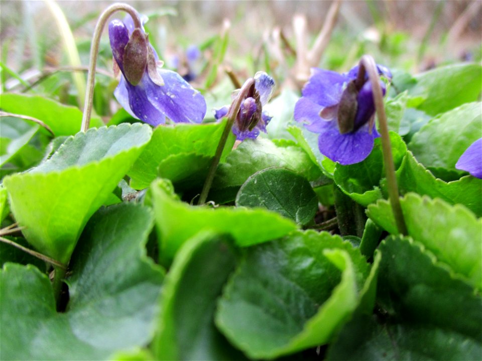 Duftveilchen (Viola odorata) an der Saar in Saarbrücken