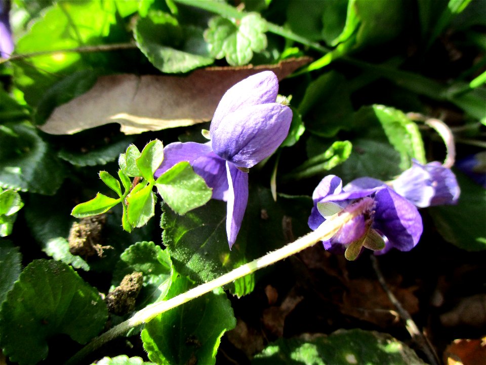 Duftveilchen (Viola odorata) am Straßenrand in Brebach