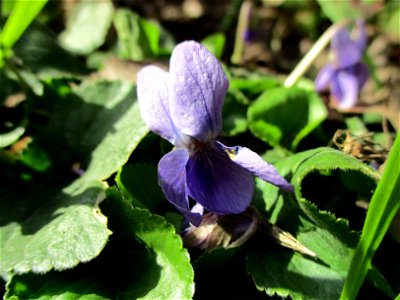 Duftveilchen (Viola odorata) am Straßenrand in Brebach