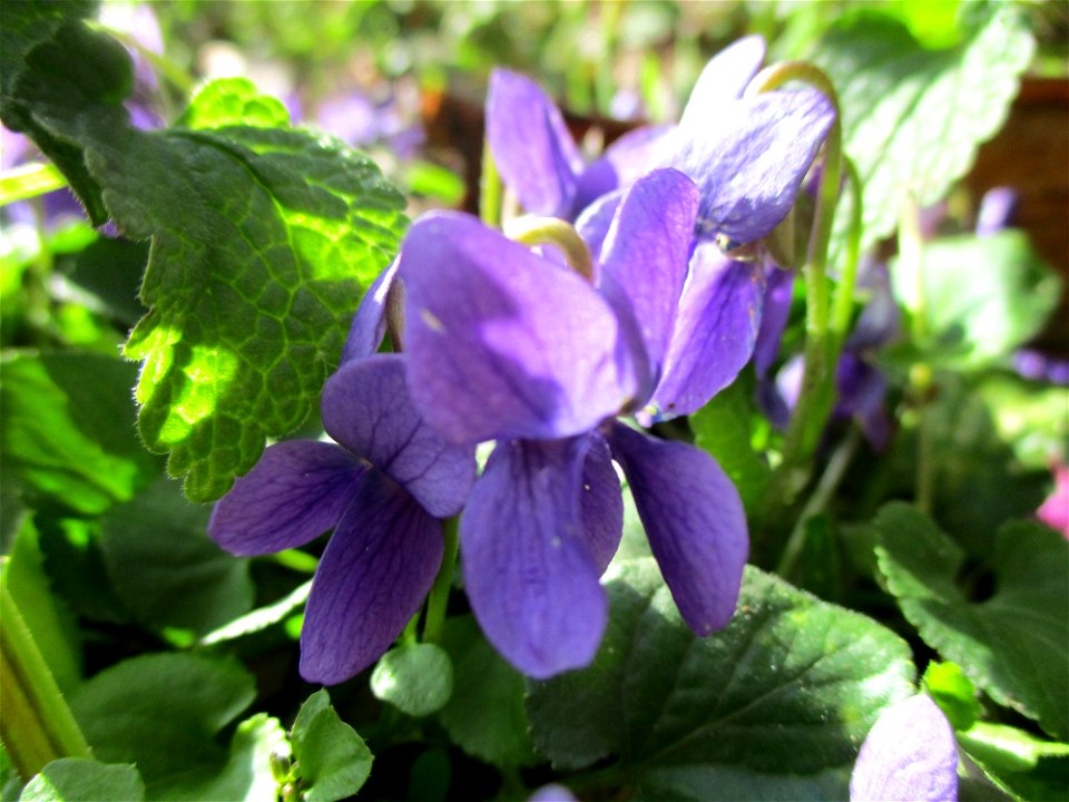 Duftveilchen (Viola odorata) am Straßenrand in Brebach