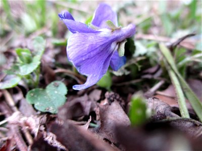 Duftveilchen (Viola odorata) am Straßenrand in Brebach