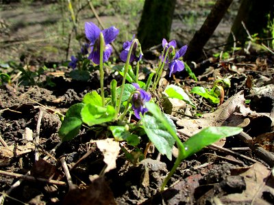 Duftveilchen (Viola odorata) im Naturschutzgebiet „St. Arnualer Wiesen“