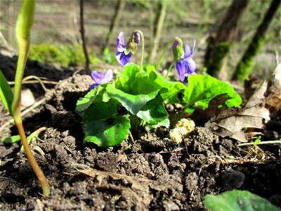 Duftveilchen (Viola odorata) im Naturschutzgebiet „St. Arnualer Wiesen“