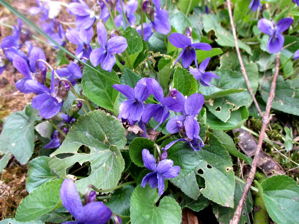 Duftveilchen (Viola odorata) im Naturschutzgebiet „Birzberg, Honigsack/Kappelberghang“