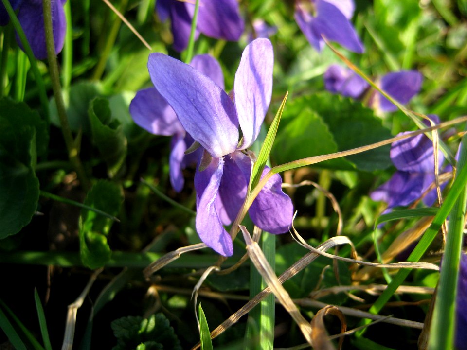 Garden violet. Viola odorata.