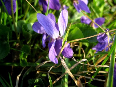Garden violet. Viola odorata. photo