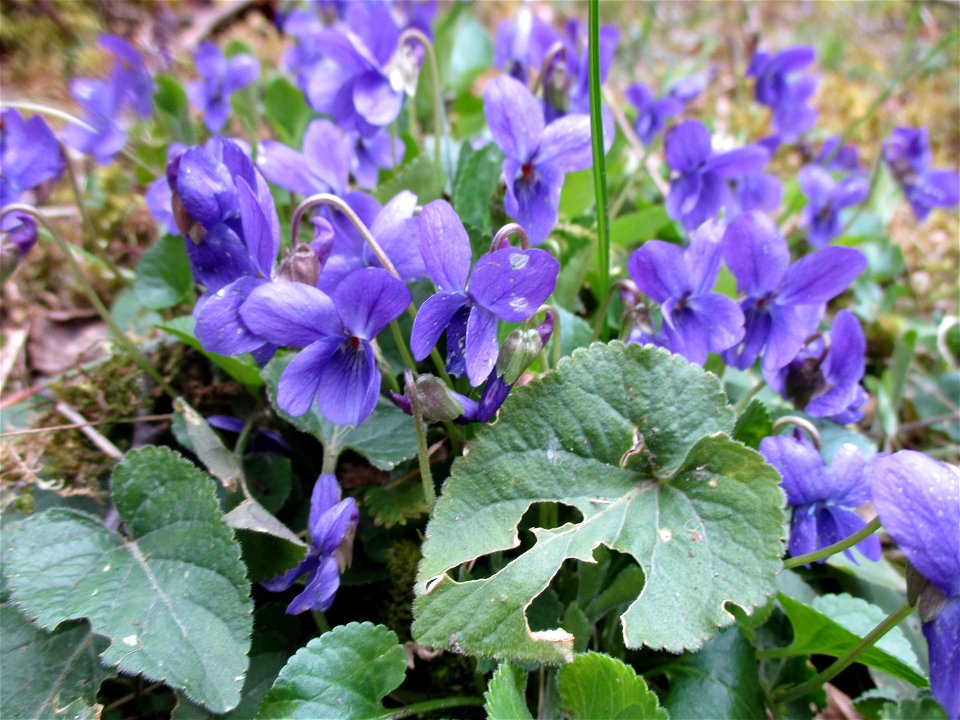 Duftveilchen (Viola odorata) im Naturschutzgebiet „Birzberg, Honigsack/Kappelberghang“