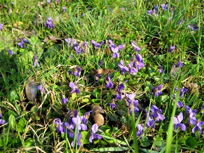 Garden violet. Viola odorata. photo