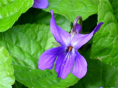 Viola odorata close up, Sierra Madrona, Spain photo