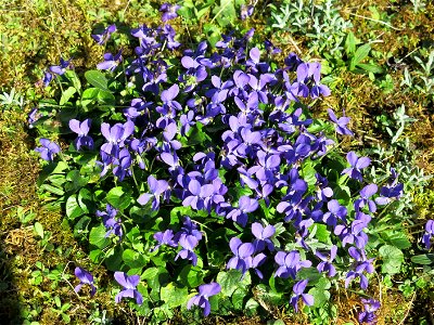 Garden violets in Lacrost (Saône-et-Loire, France). photo