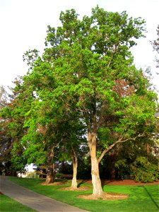 — Chinese tallow tree.

At University of California at Davis arboretum, Davis, California.