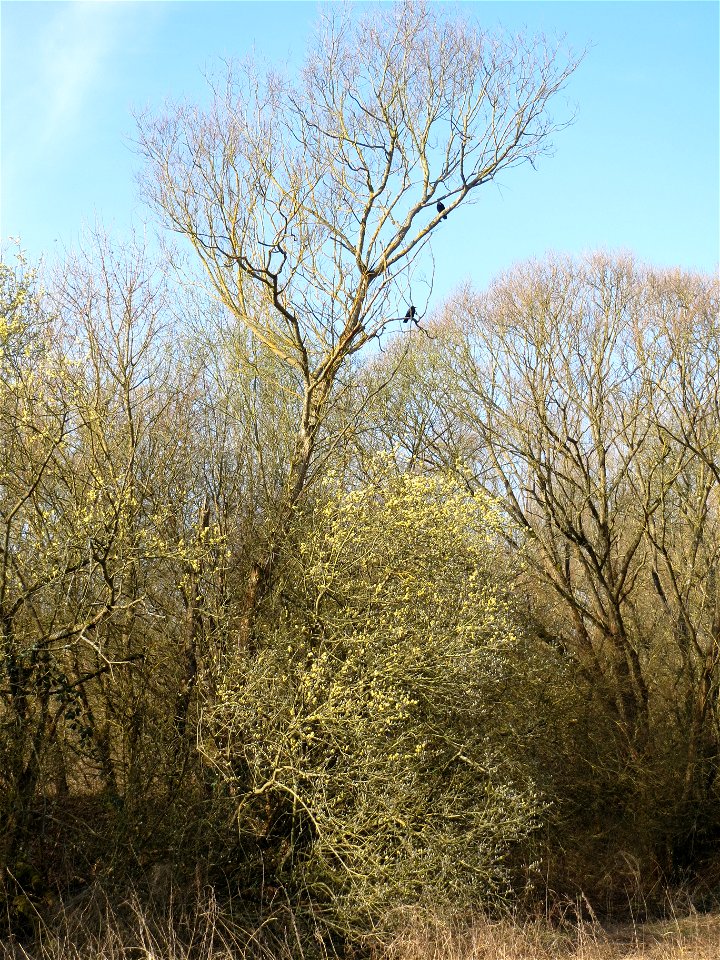 Sal-Weide (Salix caprea) im Naturschutzgebiet "St. Arnualer Wiesen"