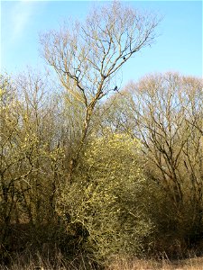 Sal-Weide (Salix caprea) im Naturschutzgebiet "St. Arnualer Wiesen"