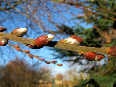 Sal-Weide (Salix caprea) im Ebertpark Hockenheim