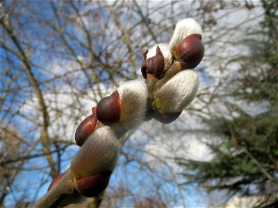 Sal-Weide (Salix caprea) im Ebertpark Hockenheim