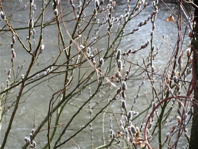 Sal-Weide (Salix caprea) am Staden in Saarbrücken
