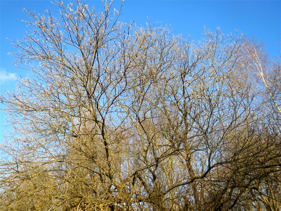 Sal-Weide (Salix caprea) im Naturschutzgebiet "St. Arnualer Wiesen"