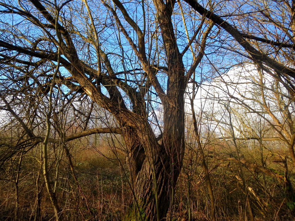 Sal-Weide (Salix caprea) im Naturschutzgebiet "St. Arnualer Wiesen"