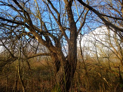 Sal-Weide (Salix caprea) im Naturschutzgebiet "St. Arnualer Wiesen"